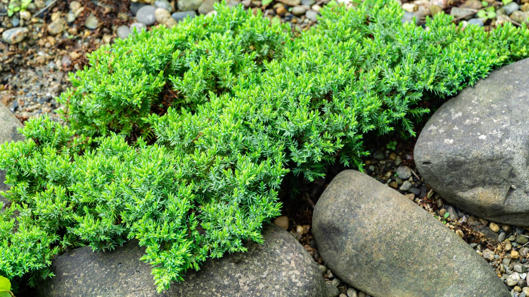 7 種防止院子里水土流失的最佳植物