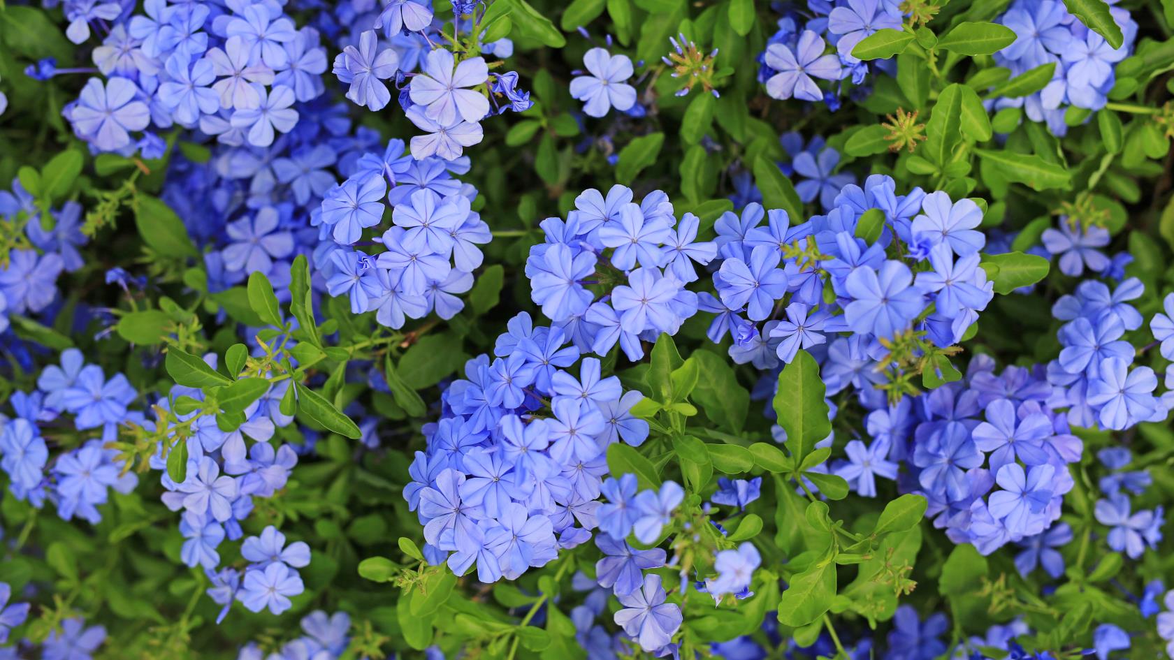 7種可以防止院子裡雜草的植物