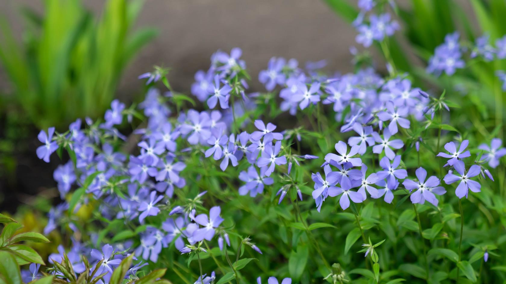 7 種防止院子里水土流失的最佳植物