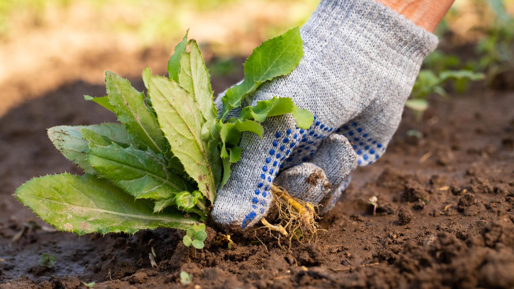 7 uses for ground cover plants