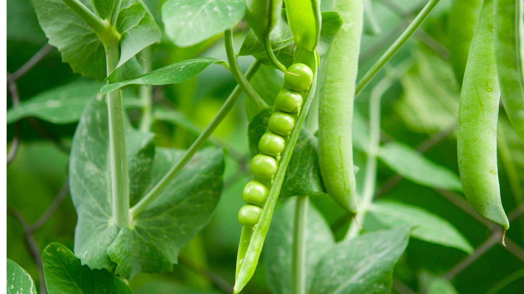 10種可以在花盆裡種植的蔬菜