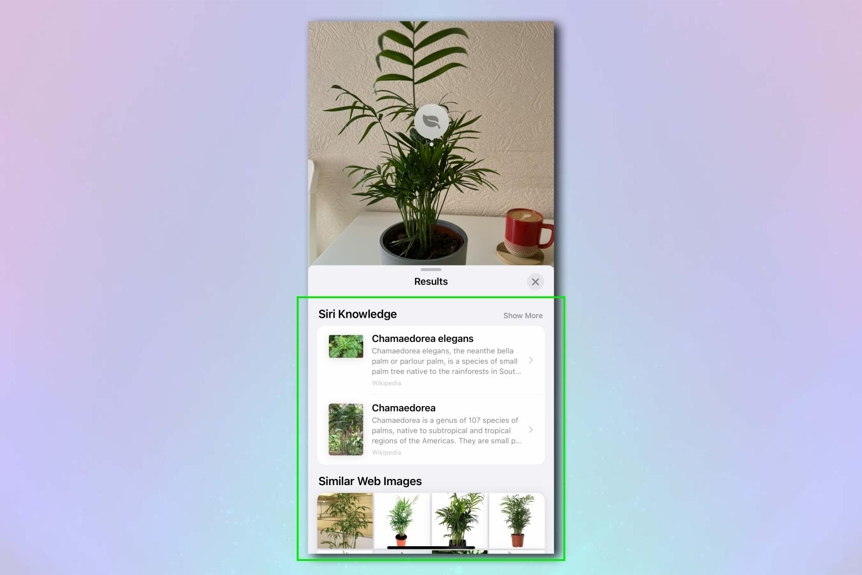 您的 iPhone 可以立即從照片中識別任何植物 - 方法如下