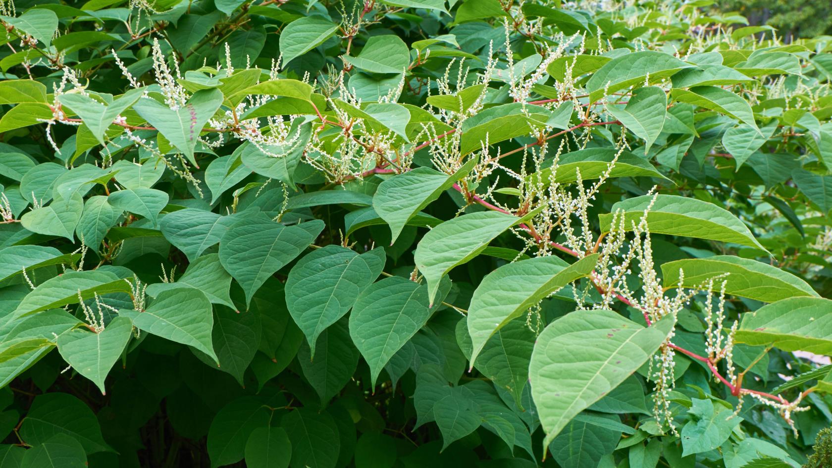 9種入侵植物要遠離你的院子