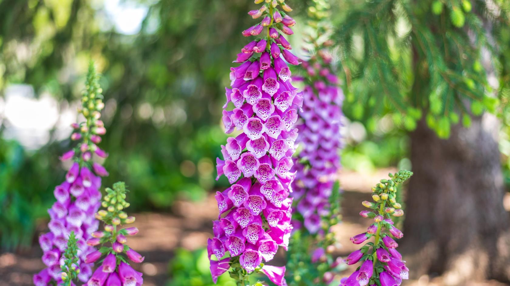 7 plants that will thrive in the shade