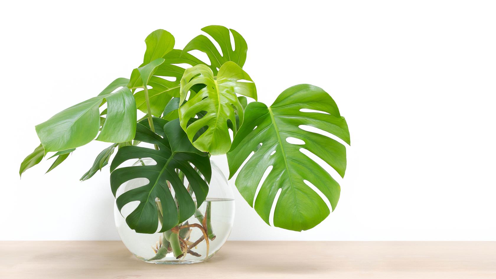 7種無需土壤即可種植的室內植物