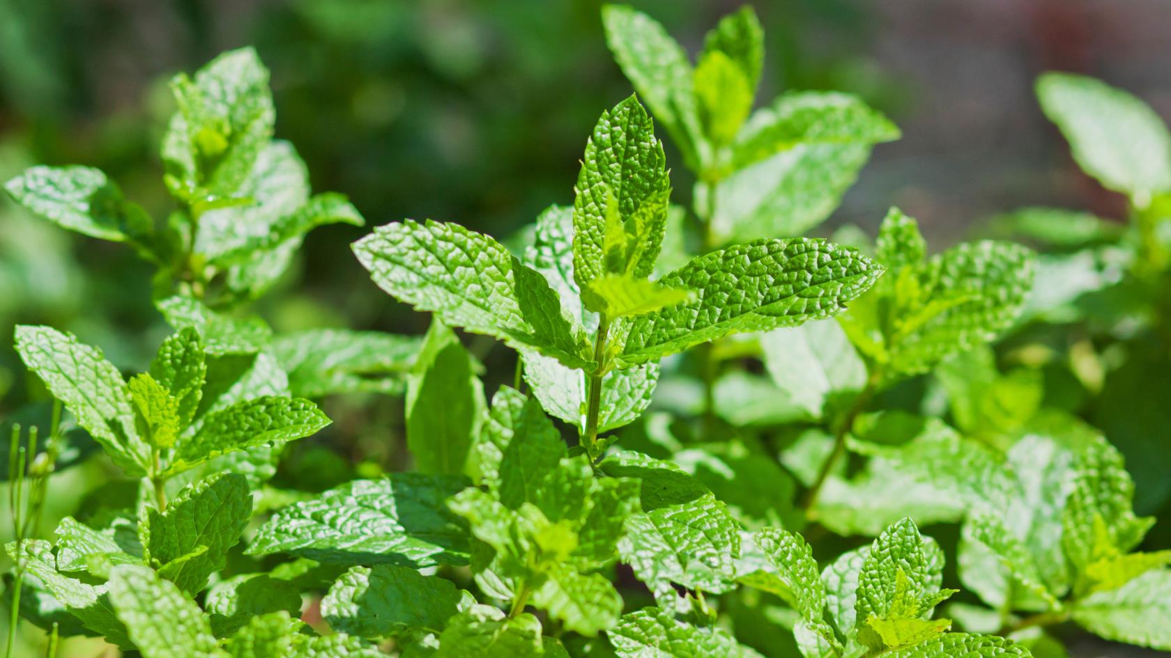 7種可以防止院子裡雜草的植物