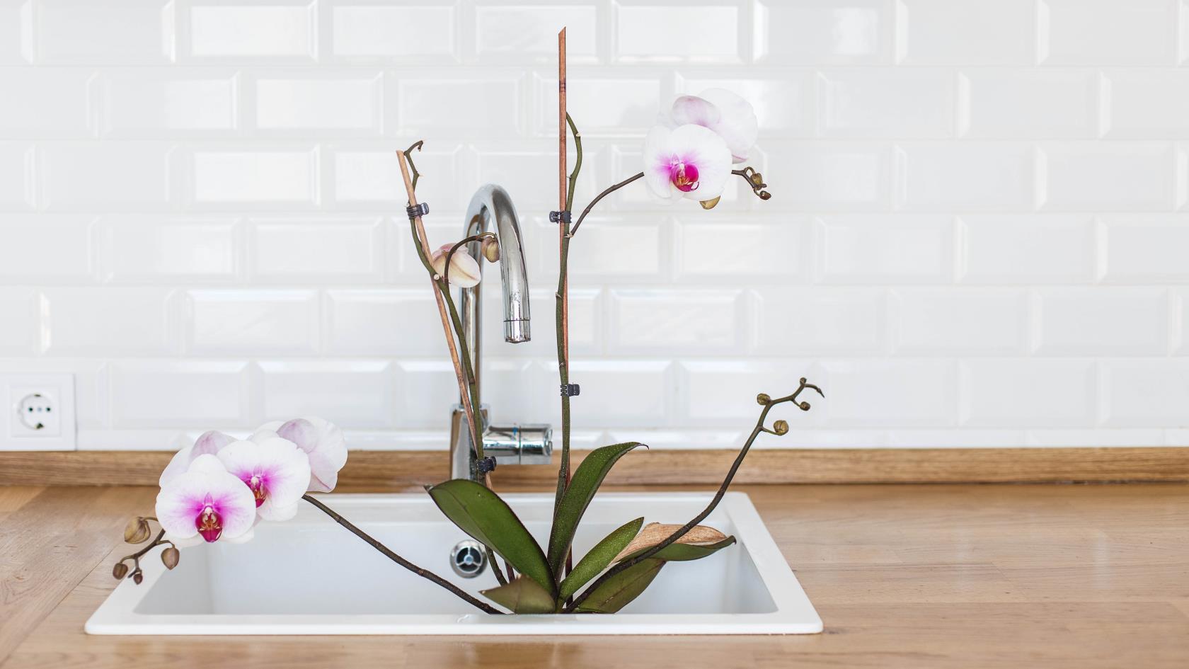 7 mistakes to avoid when growing orchids