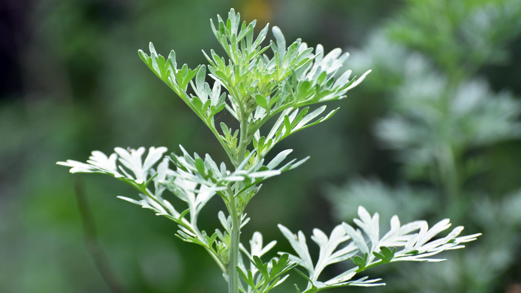 5種植物可以讓黃蜂遠離你的院子