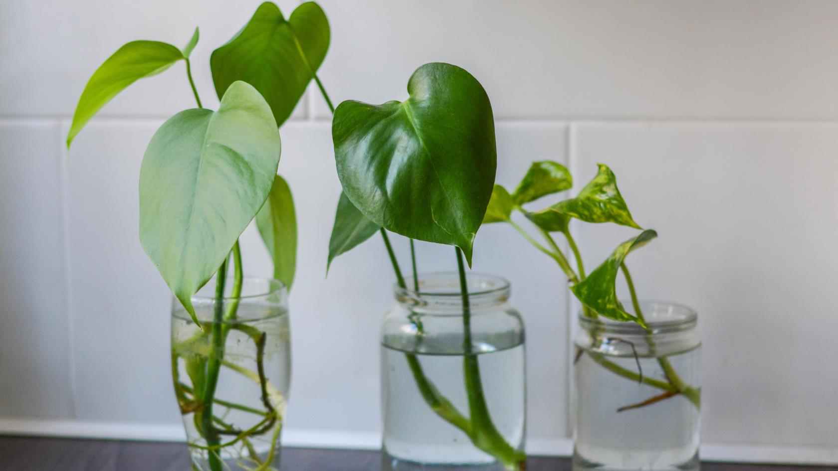 7種無需土壤即可種植的室內植物