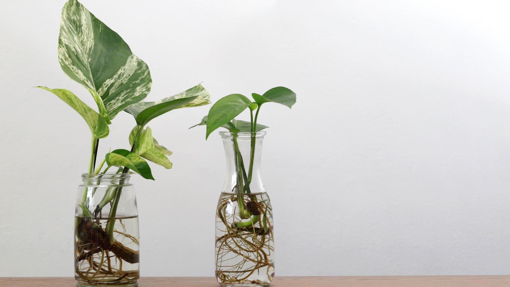 7種無需土壤即可種植的室內植物
