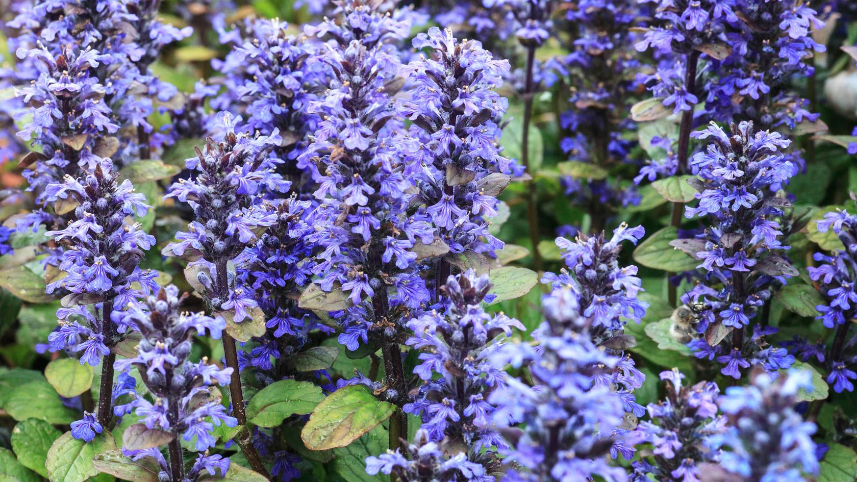 7種可以防止院子裡雜草的植物