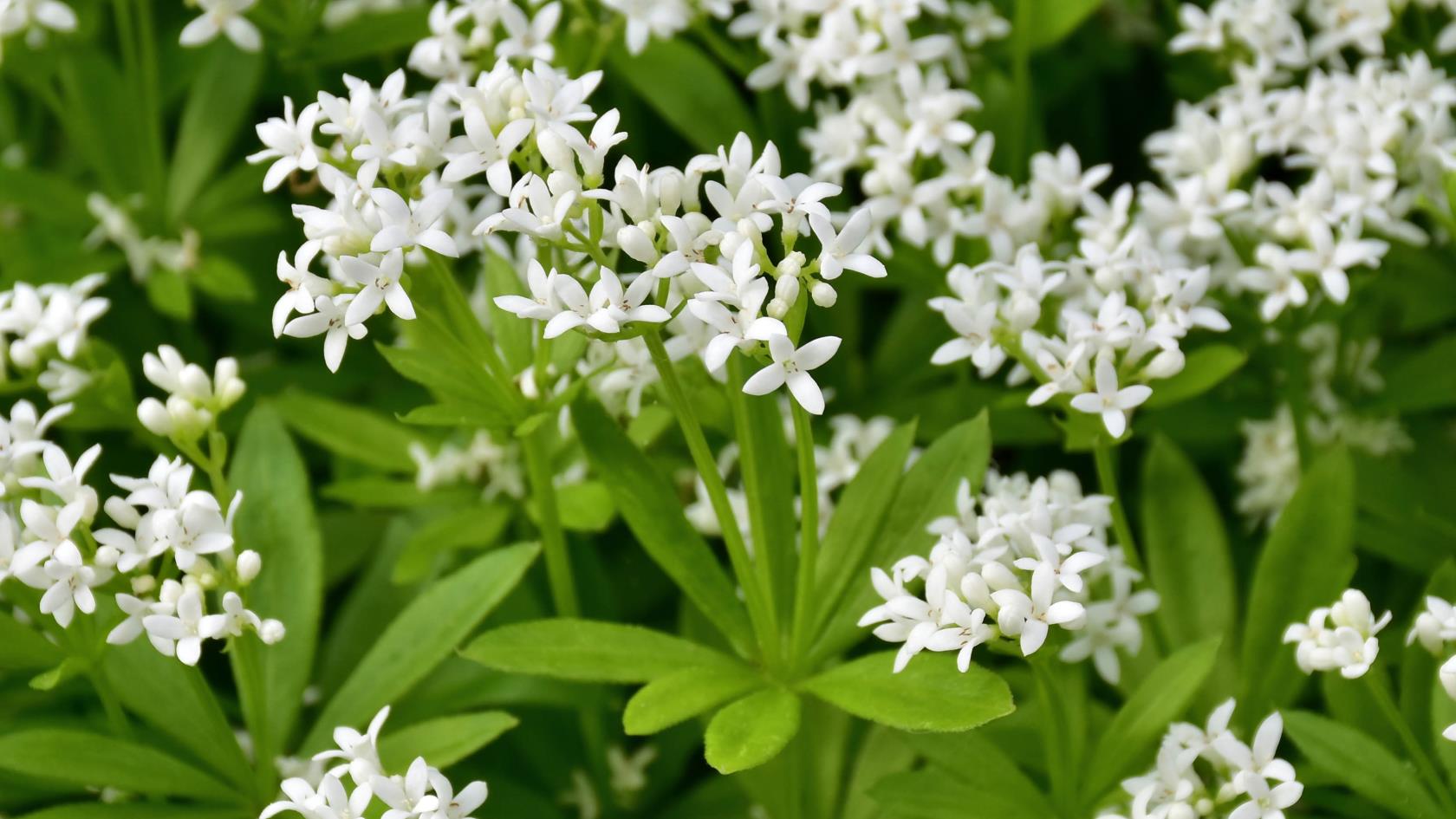7種可以防止院子裡雜草的植物