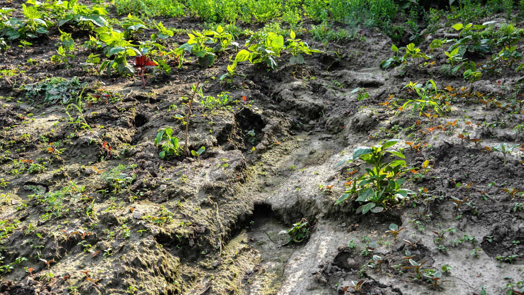 野花園的 7 個好處——以及為什麼你應該種植野花園